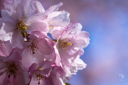 Körsbärsblommor i rosa och vitt